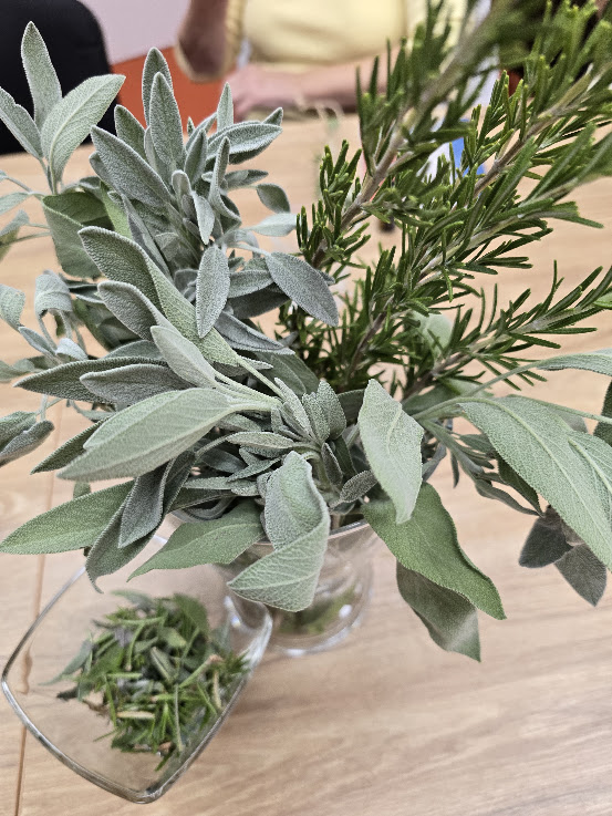 Rožmarin, navadni (Rosmarinus officinalis)